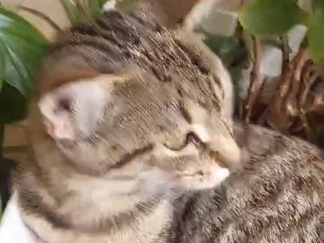 Adotta un gatto, taglia non valida, femmina, Vicenza