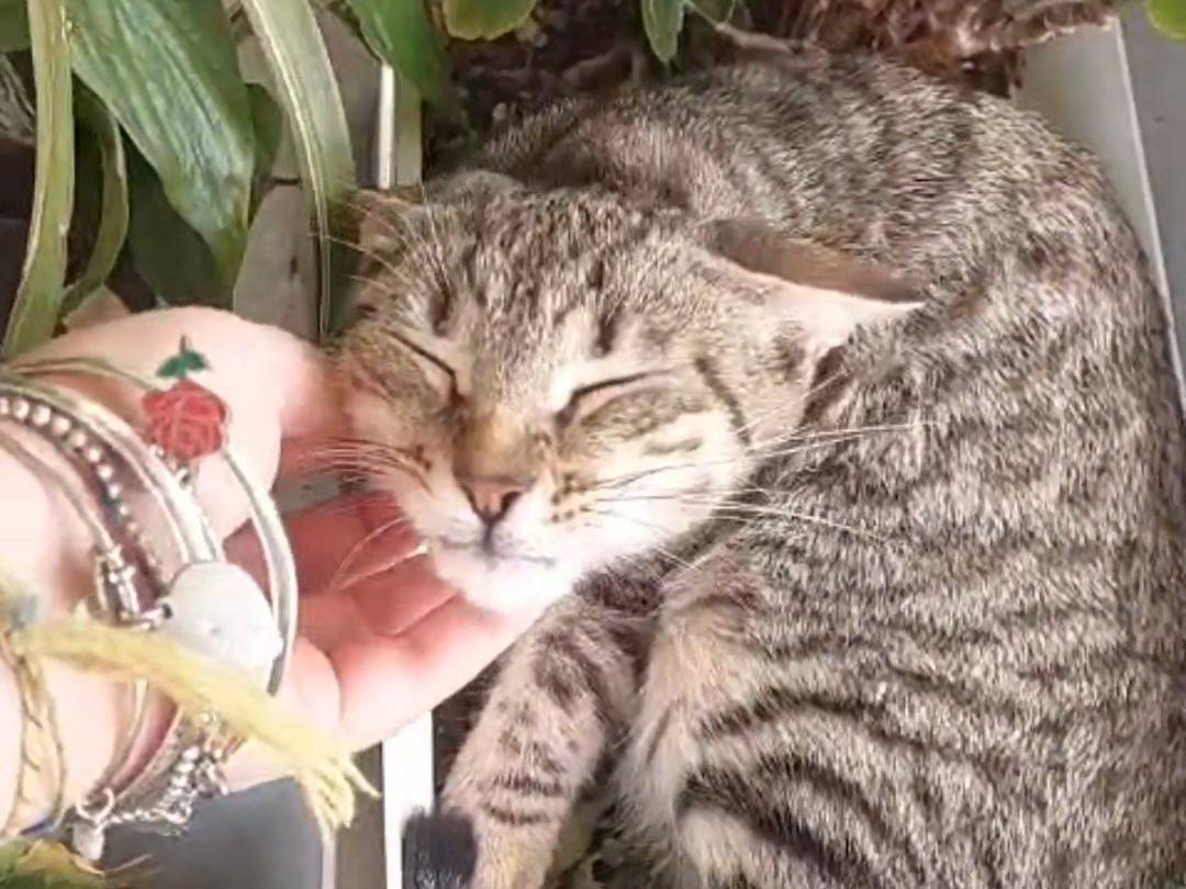 Vuoi adottare un gatto a Vicenza?
