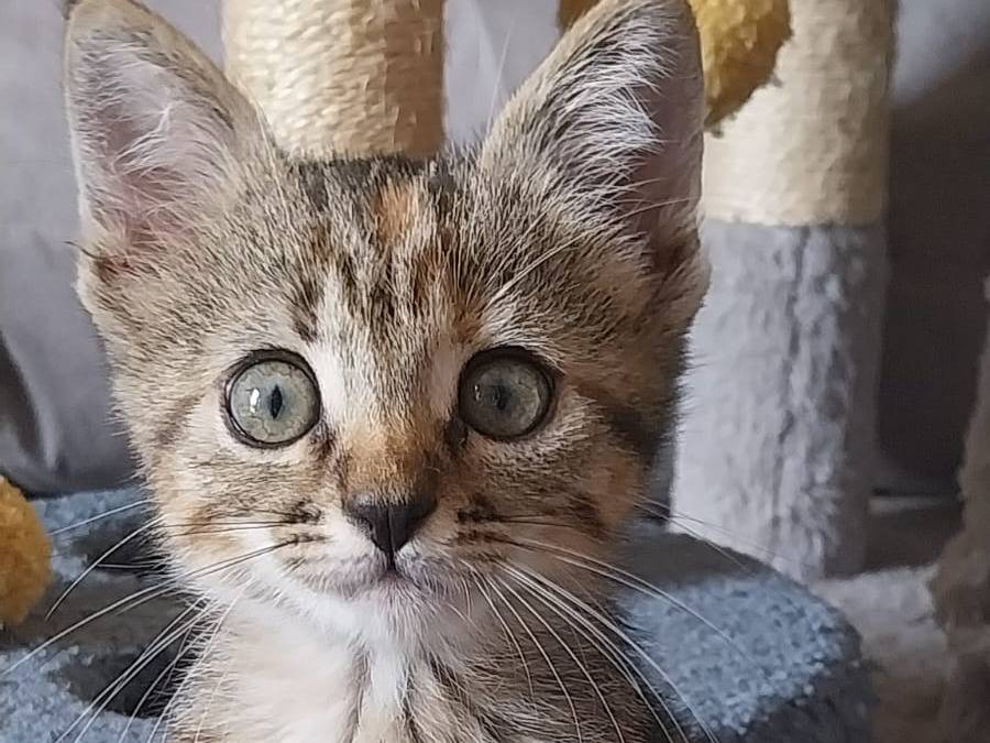 Adozione gatto, femmina, Razza sconosciuta Razza sconosciuta, 2 mesi, taglia non valida, Vicenza