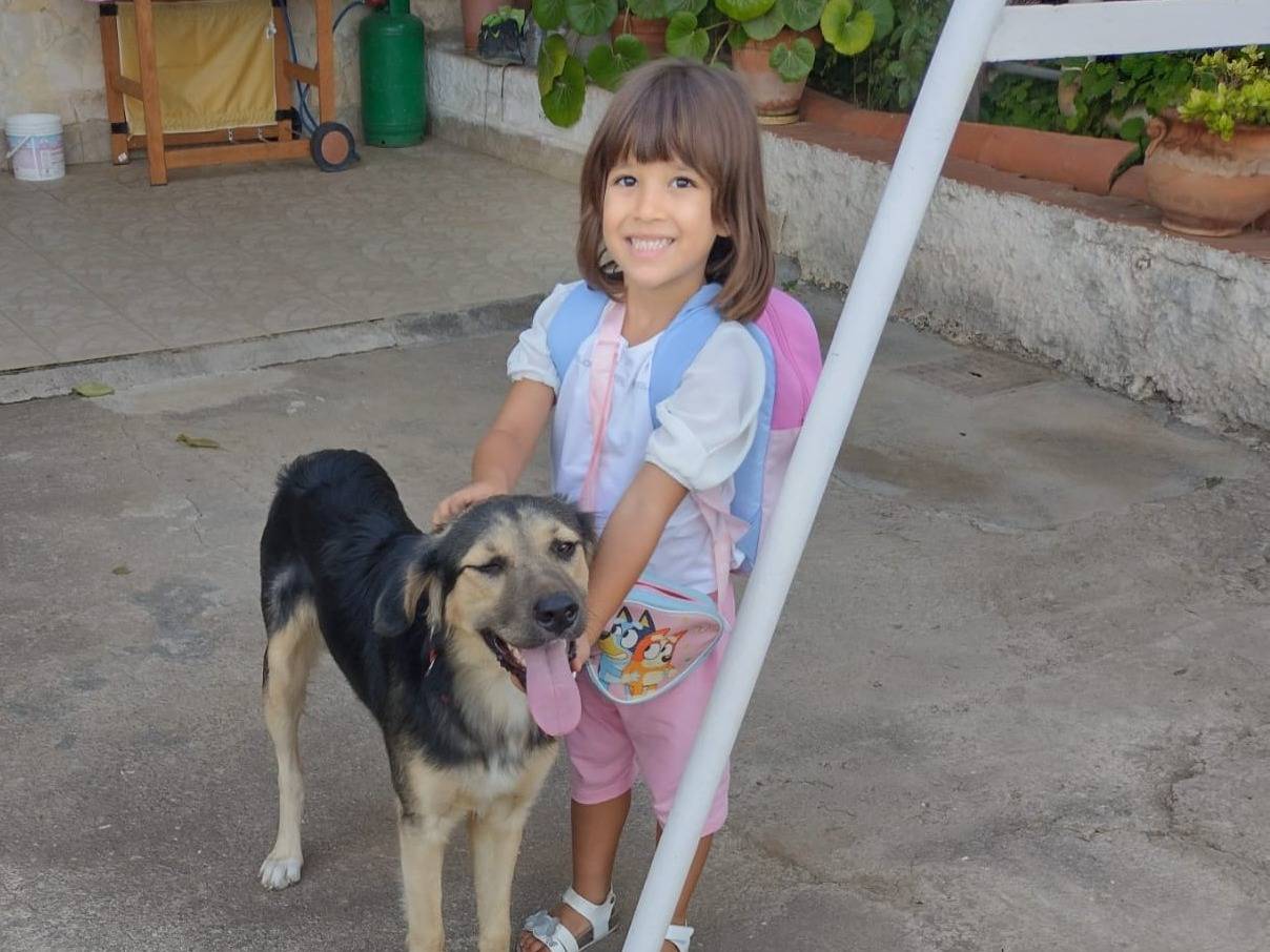 Adozione cane, maschio, Pastore tedesco Razza sconosciuta, 5 mesi, taglia media contenuta, Catania