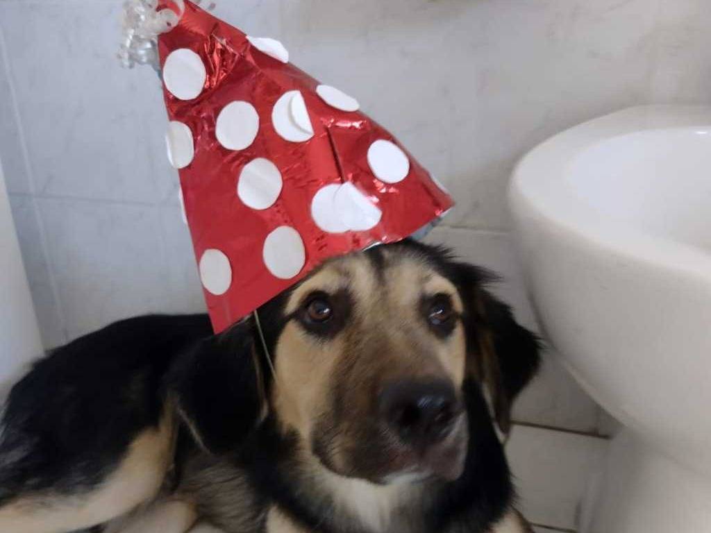 Adotta un cane, taglia media contenuta, maschio, Catania