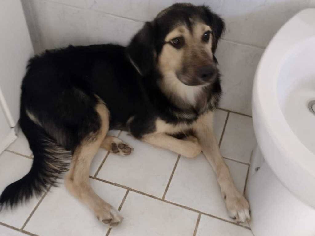 Adotta il cane Remì a Catania