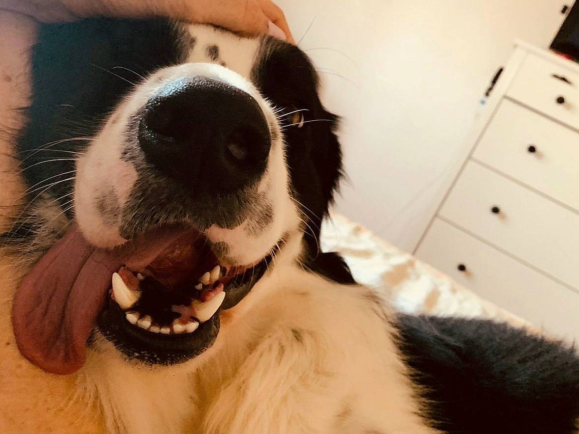 Adotta un cane, maschio, 3 anni, Roma