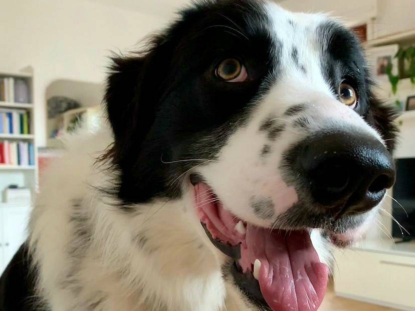 Adotta un cane, taglia gigante, maschio, Roma