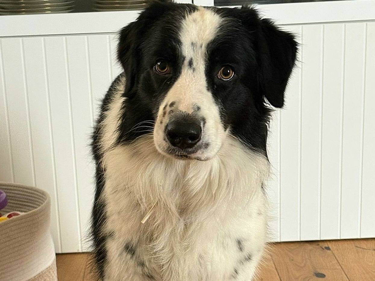 Vuoi adottare un cane a Roma?