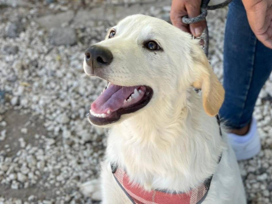 Adozione cane, femmina, Razza sconosciuta Razza sconosciuta, 4 mesi, taglia media, Palermo
