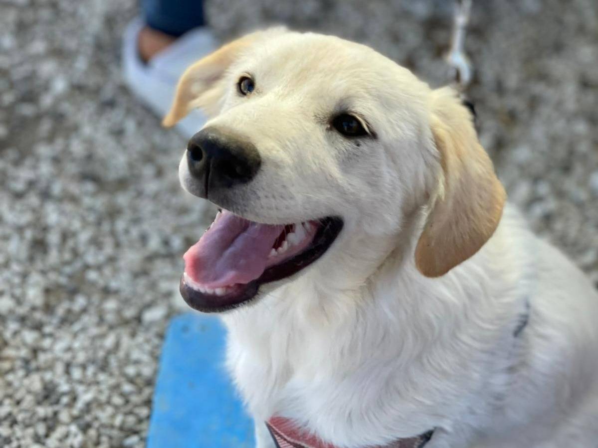 Adotta un cane, femmina, 4 mesi, Palermo