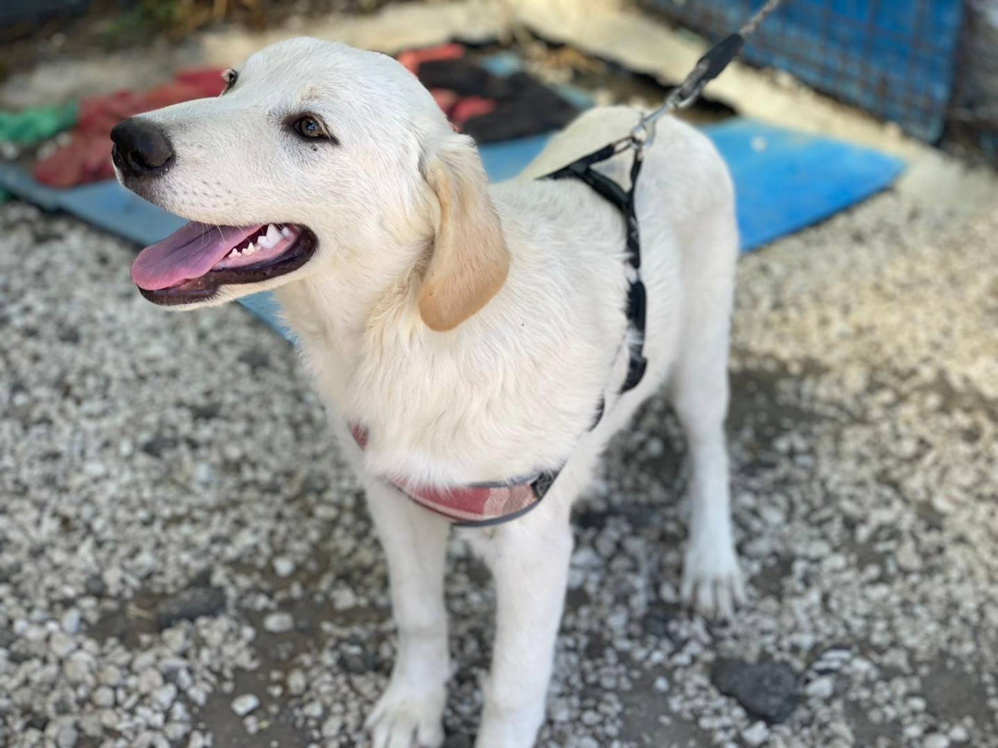 Adotta un cane, taglia media, femmina, Palermo