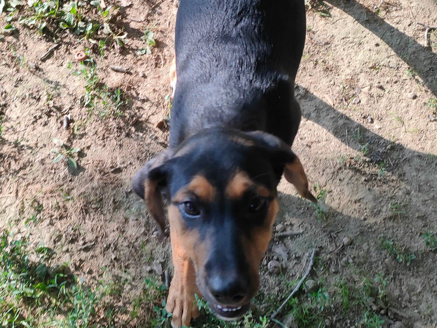 Adozione cane, femmina, Bassotto Segugio, 3 mesi, taglia piccola, Cuneo
