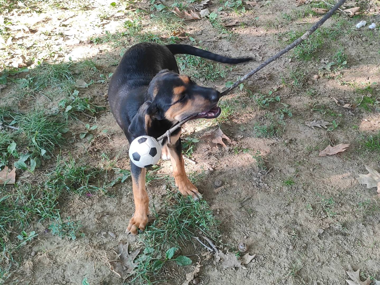 Adotta un cane, femmina, 3 mesi, Cuneo