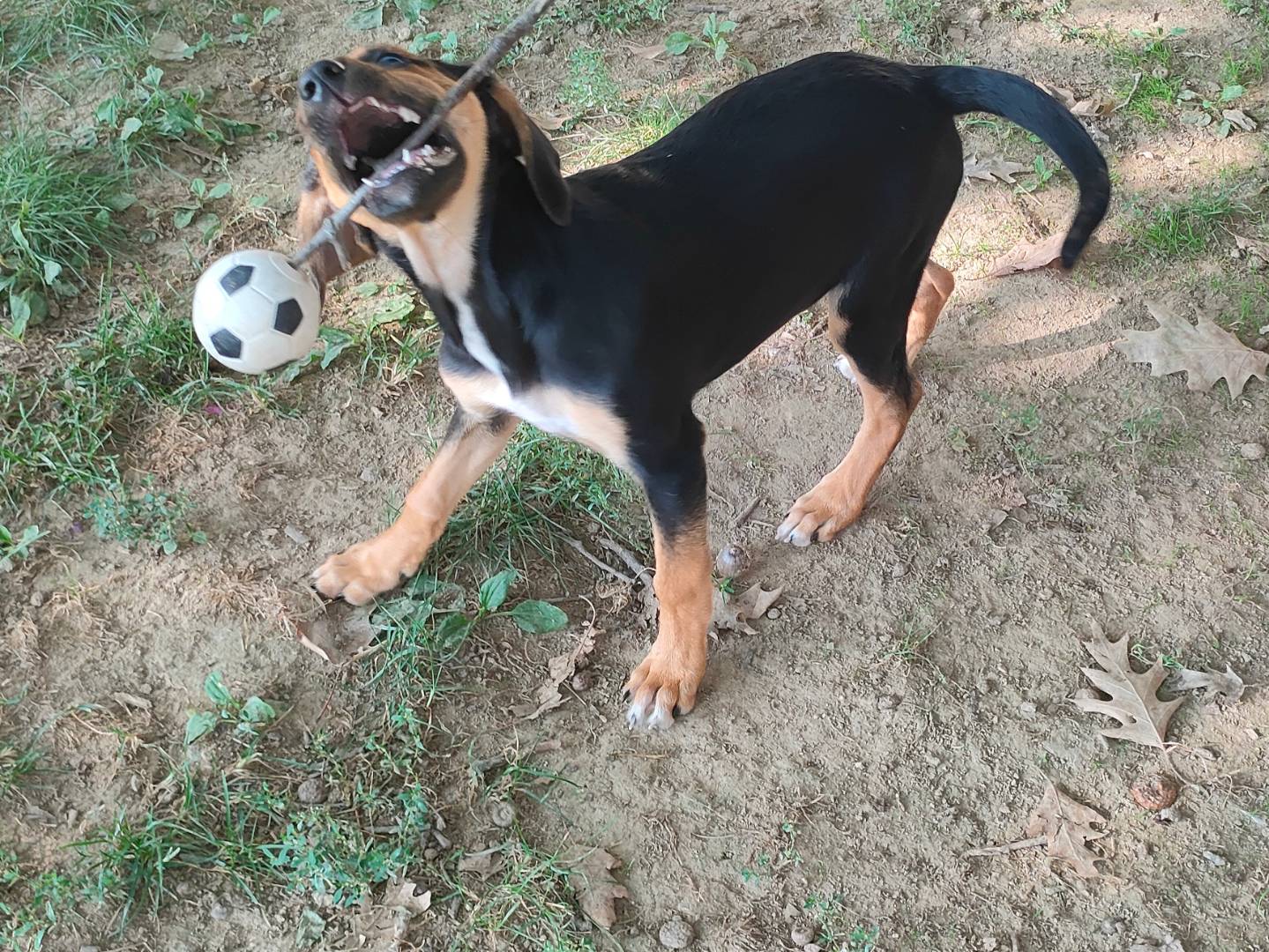 Adotta un cane, taglia piccola, femmina, Cuneo