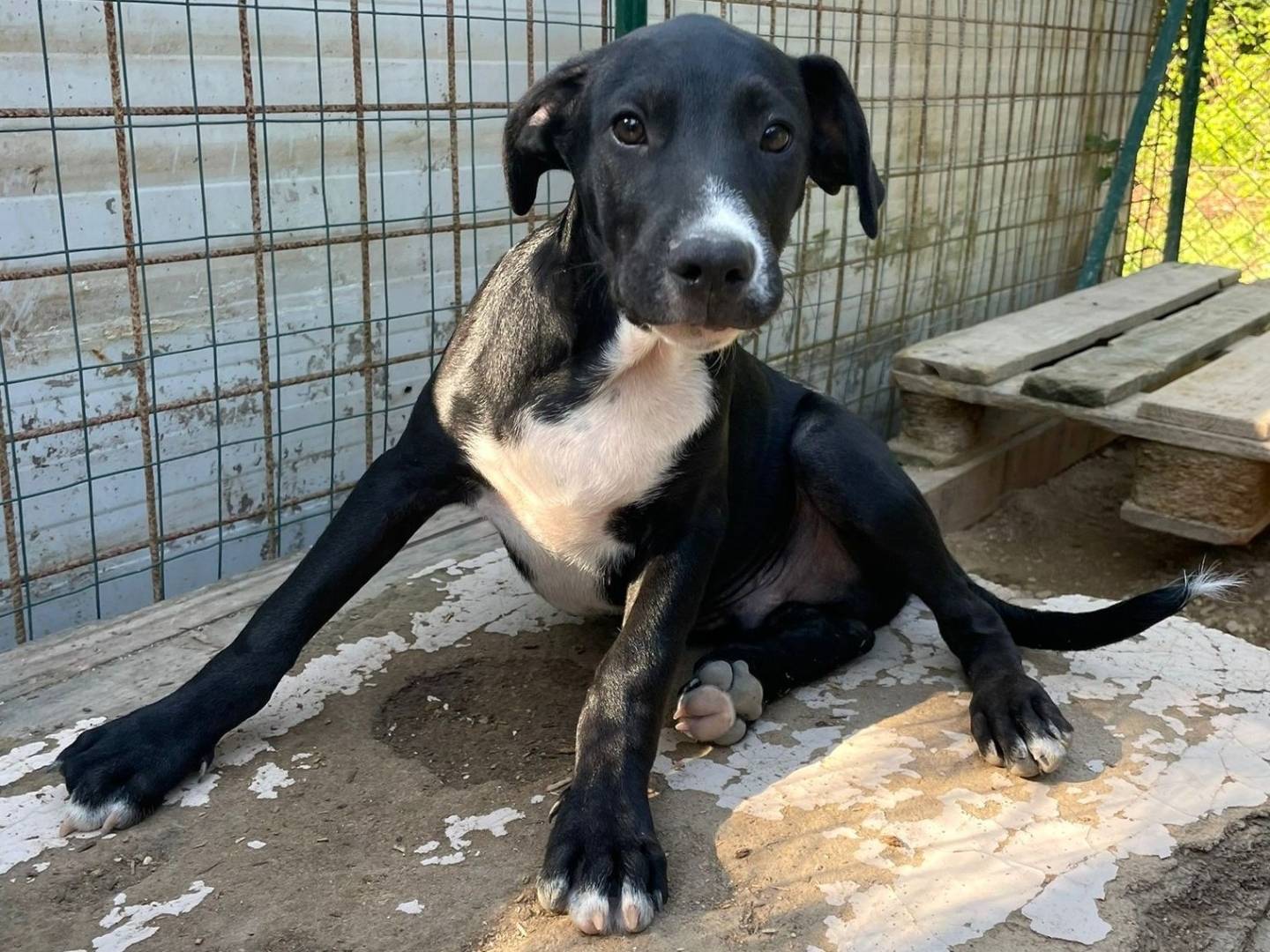 Adozione cane, maschio, Razza sconosciuta Razza sconosciuta, 4 mesi, taglia grande, Frosinone