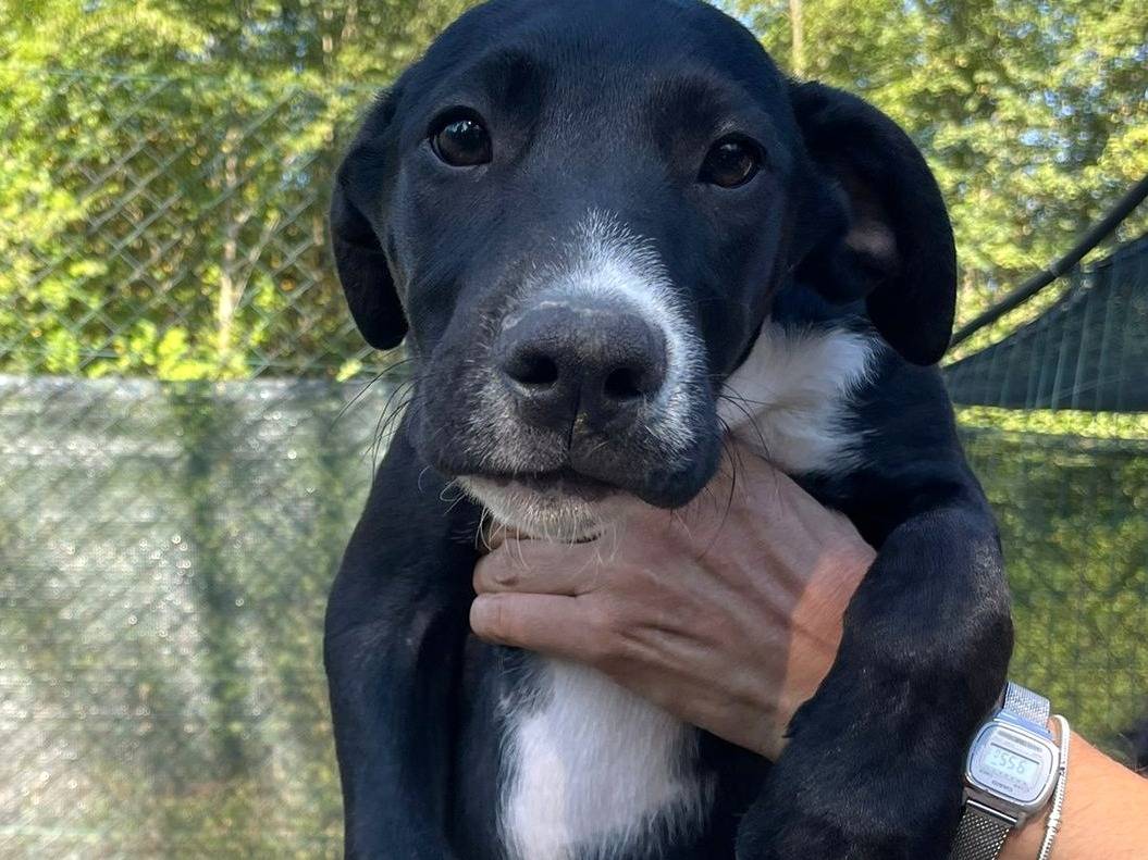 Adotta un cane, maschio, 4 mesi, Frosinone