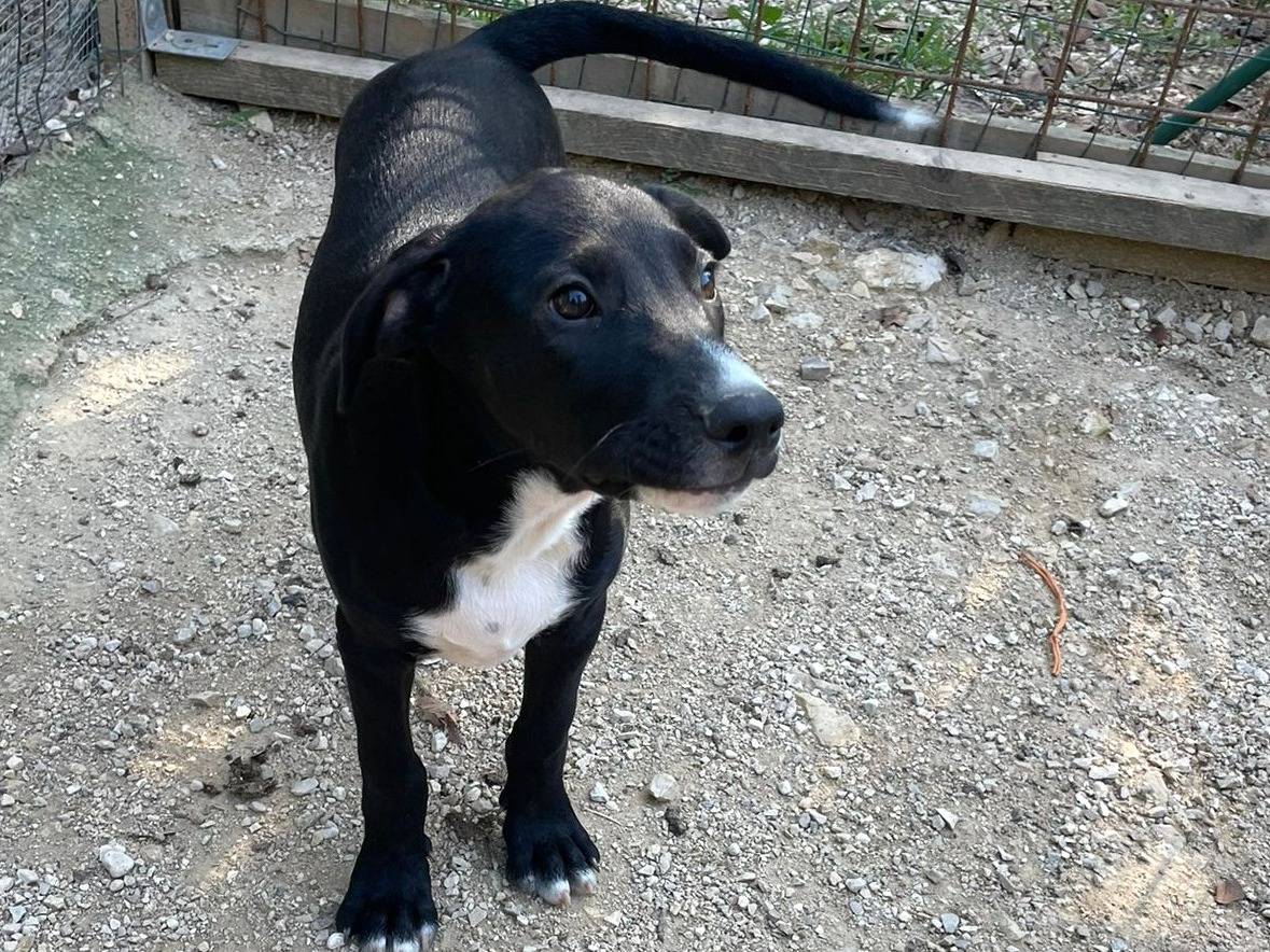 Adotta il cane ZORRO a Frosinone