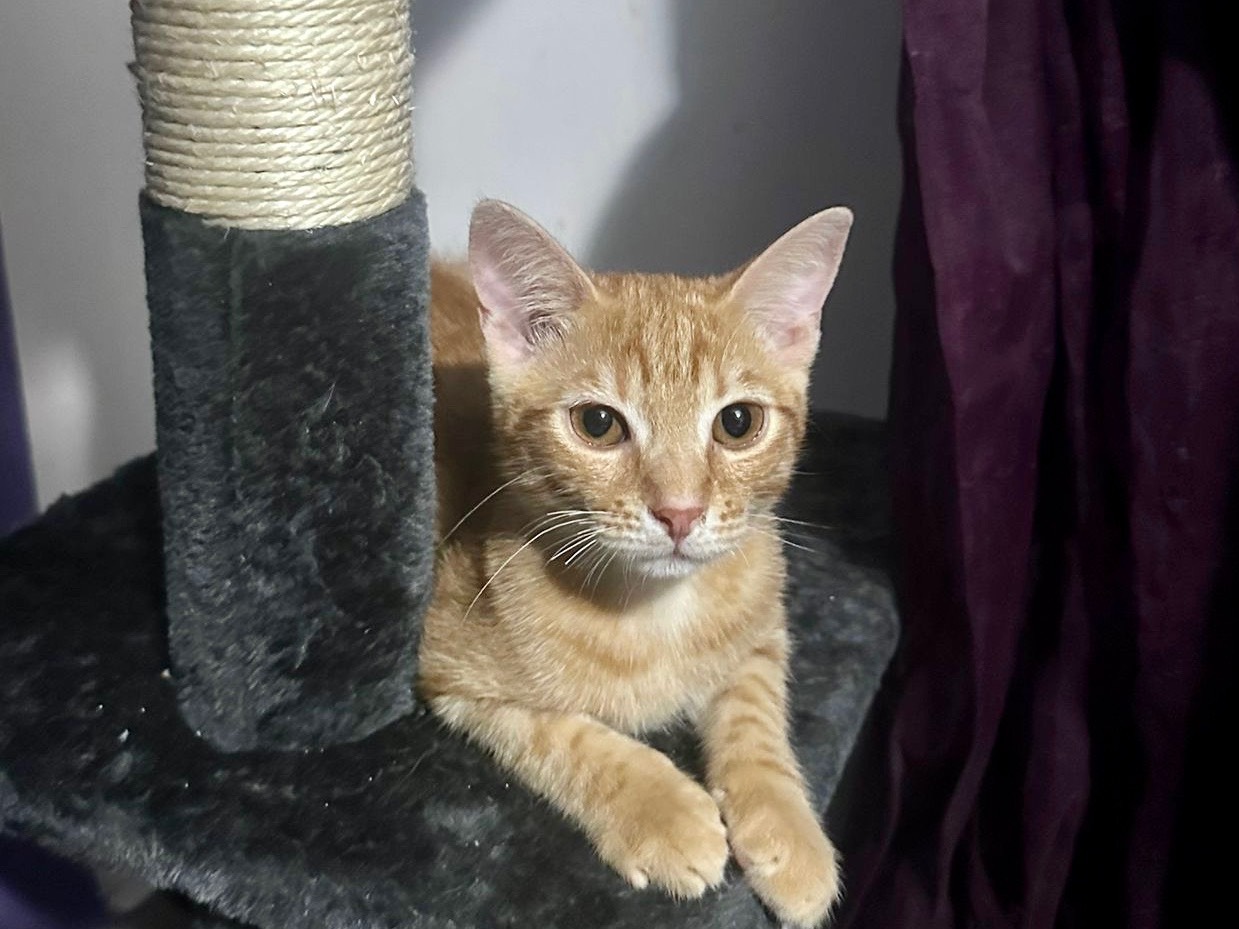 Adozione gatto, maschio, Razza sconosciuta Razza sconosciuta, 6 mesi, taglia non valida, Latina