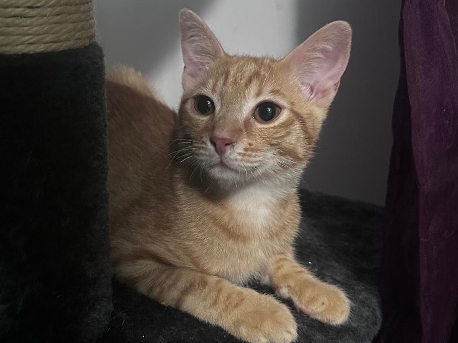 Adotta un gatto, maschio, 6 mesi, Latina