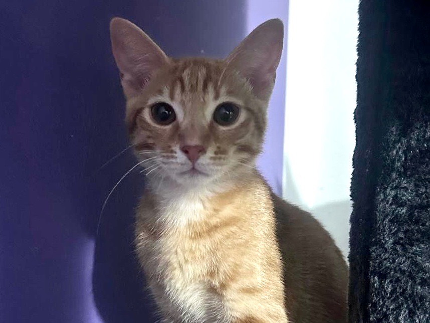 Adotta un gatto, taglia non valida, maschio, Latina