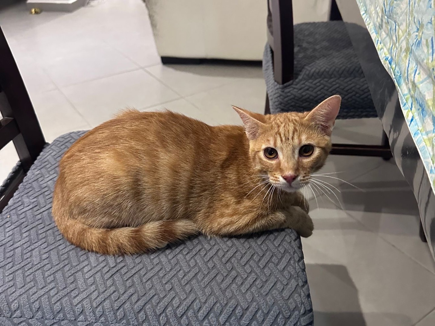 Vuoi adottare un gatto a Latina?
