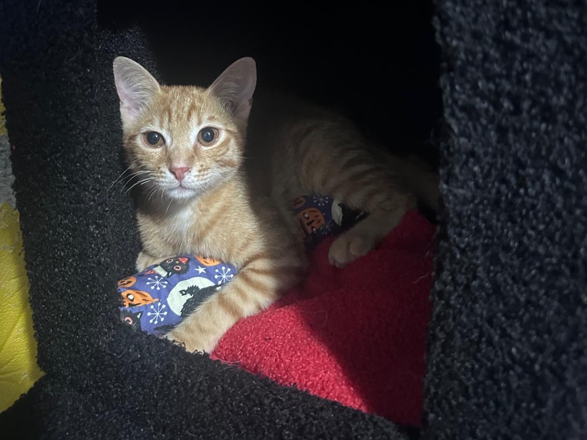 Adotta il gatto Picasso a Latina