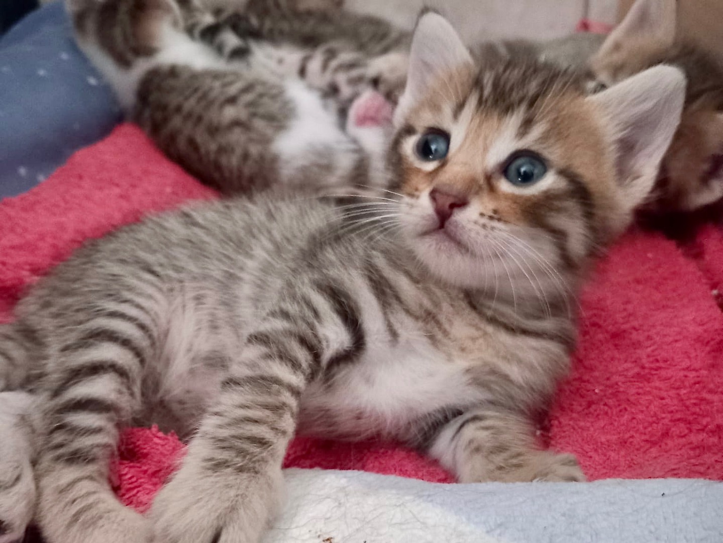 Vuoi adottare un gatto a Latina?