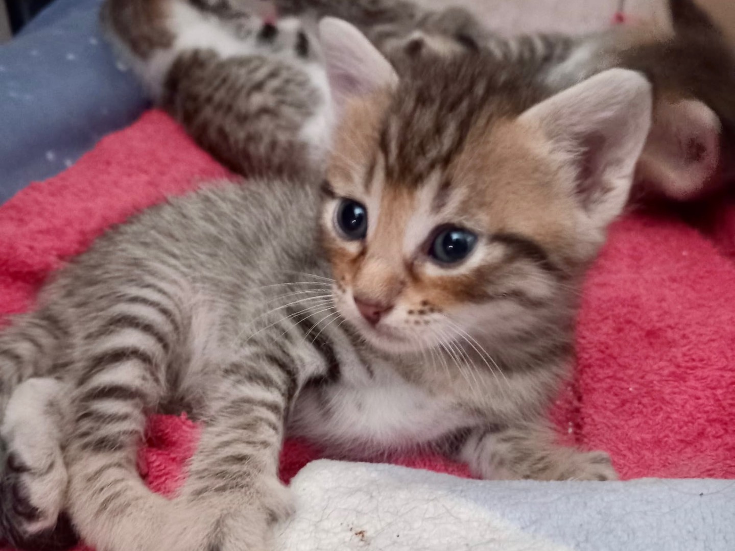 Adotta il gatto Mammolo a Latina