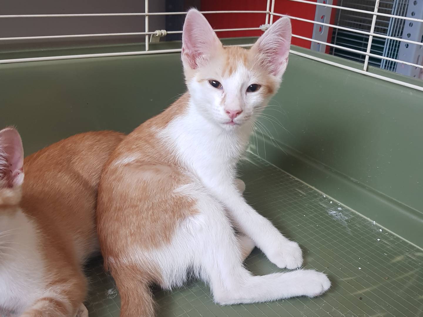 Adozione gatto, maschio, Razza sconosciuta Razza sconosciuta, 5 mesi, taglia non valida, Parma