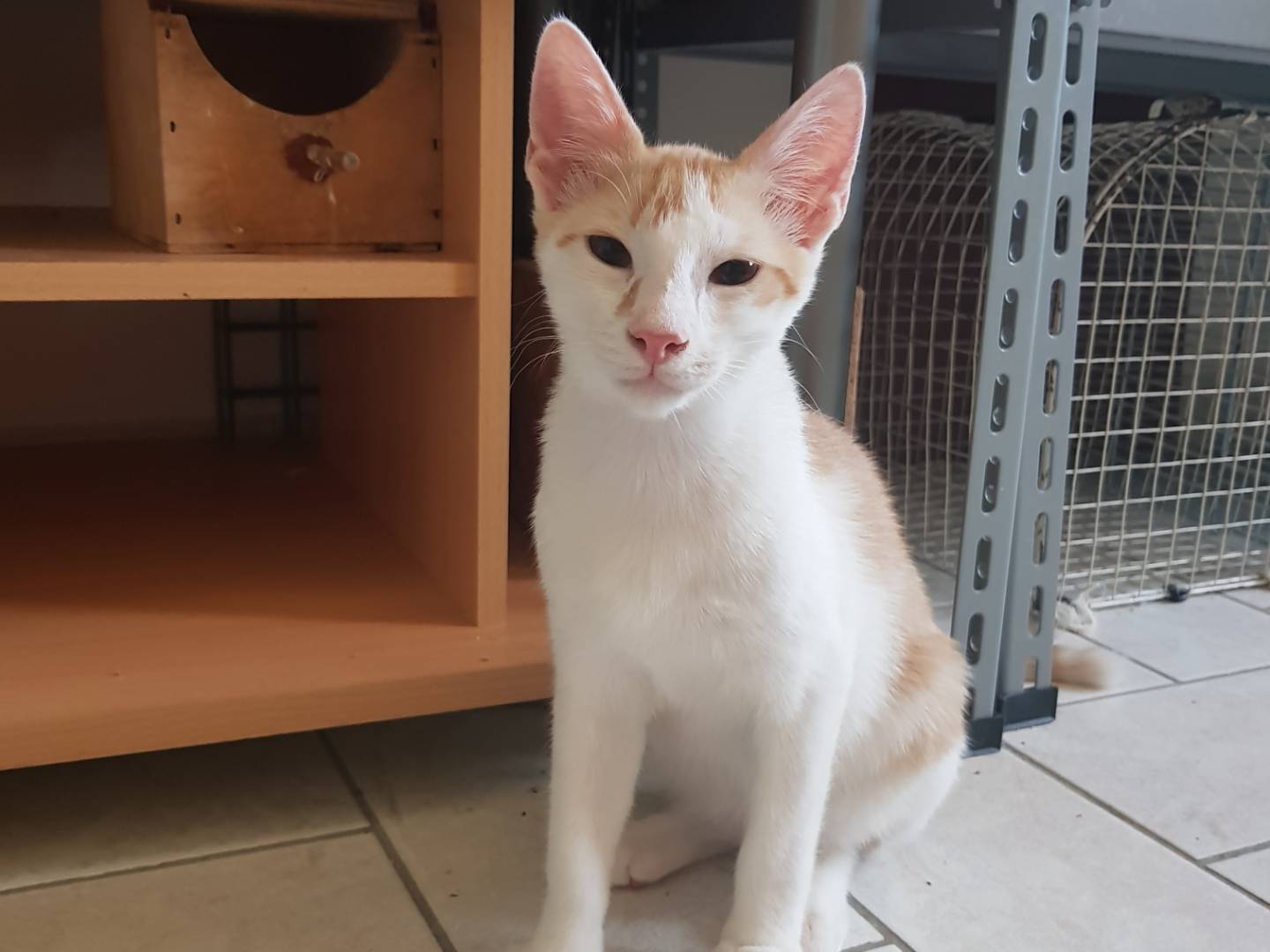 Adotta un gatto, maschio, 5 mesi, Parma