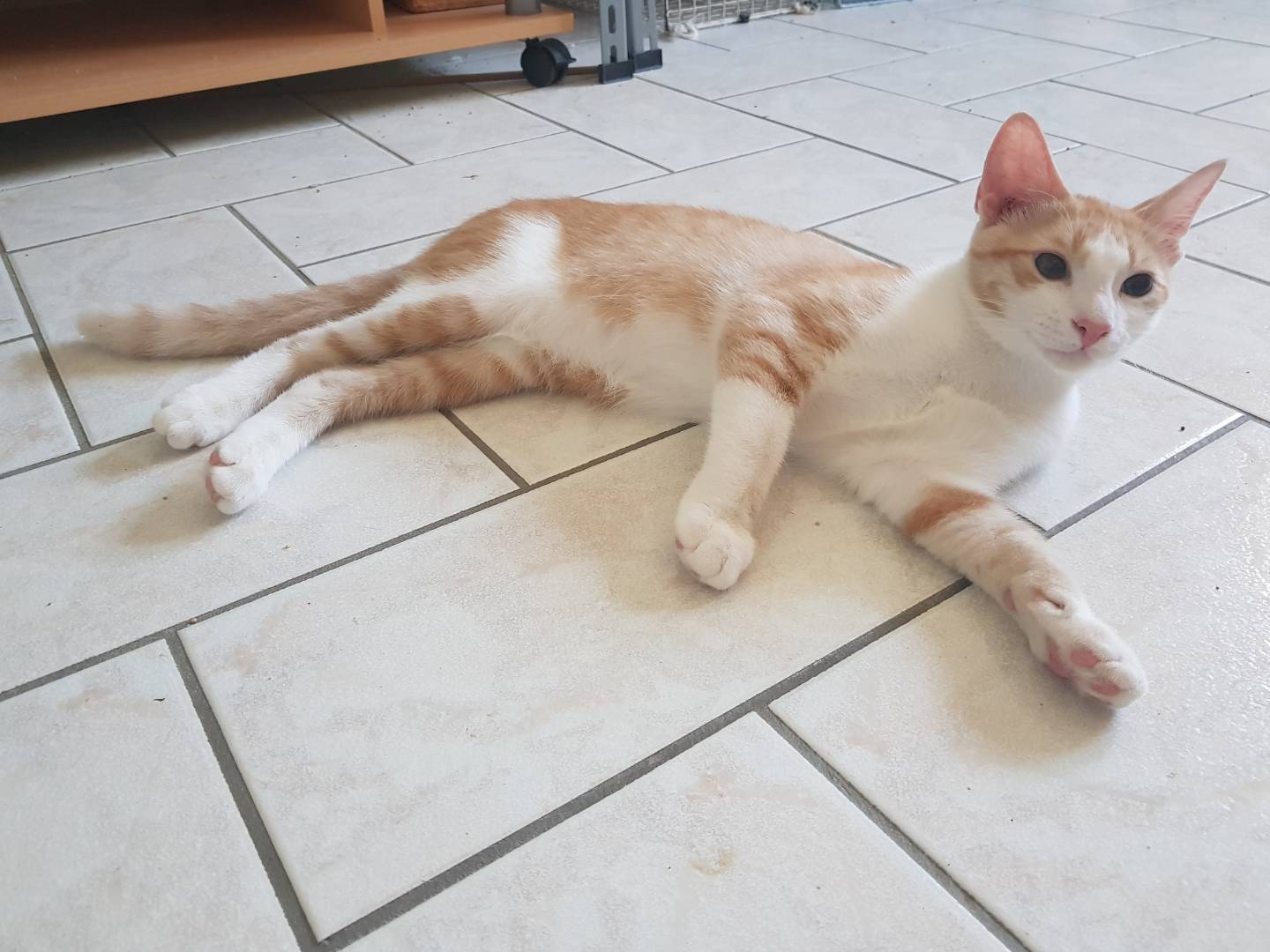 Adotta un gatto, taglia non valida, maschio, Parma