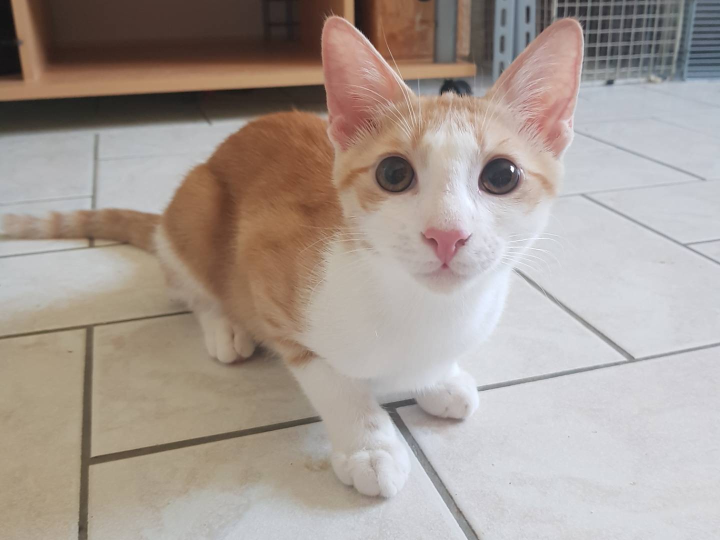 Adozione gatto, maschio, Razza sconosciuta Razza sconosciuta, 5 mesi, taglia non valida, Parma