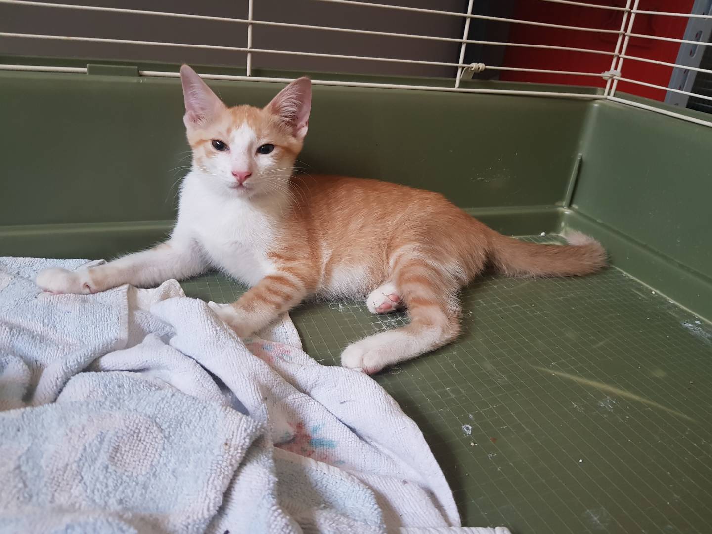 Adotta un gatto, maschio, 5 mesi, Parma