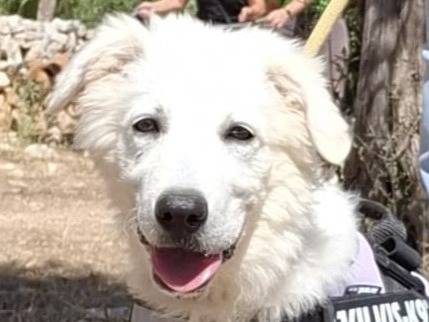 Adozione cane, maschio, Razza sconosciuta Razza sconosciuta, 5 mesi, taglia grande, Bologna