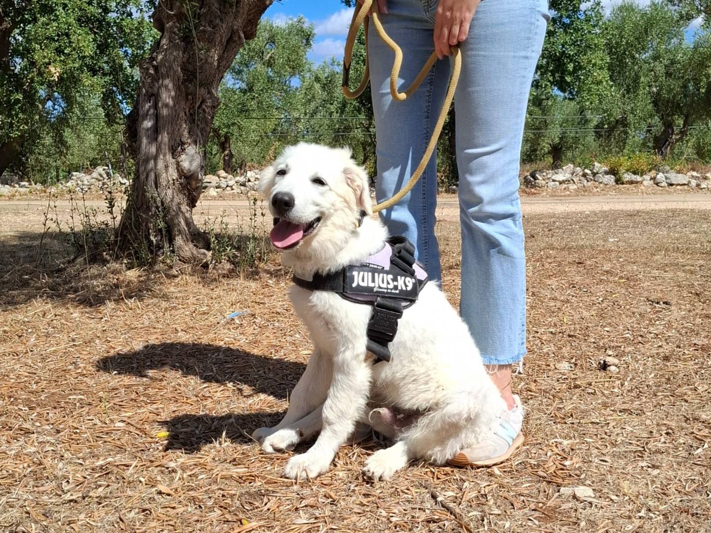 Adotta un cane, maschio, 5 mesi, Bologna