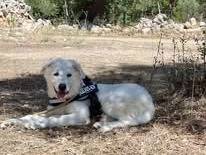 Adotta un cane, taglia grande, maschio, Bologna
