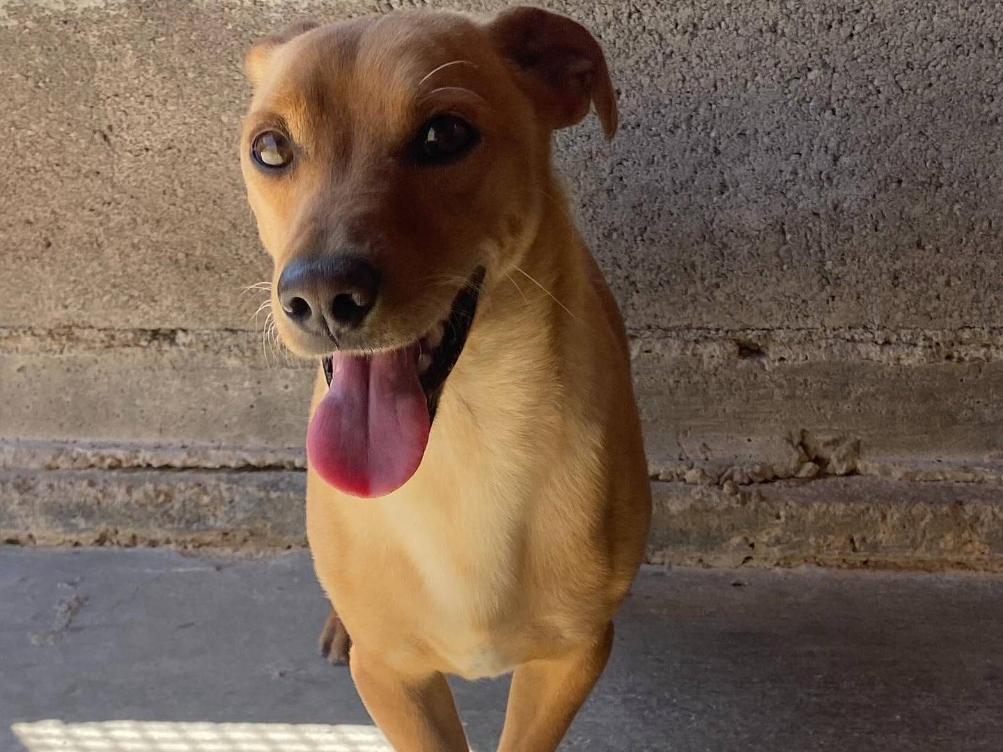 Adozione cane, maschio, Bassotto Razza sconosciuta, 3 anni e 1 mese, taglia piccola, Latina