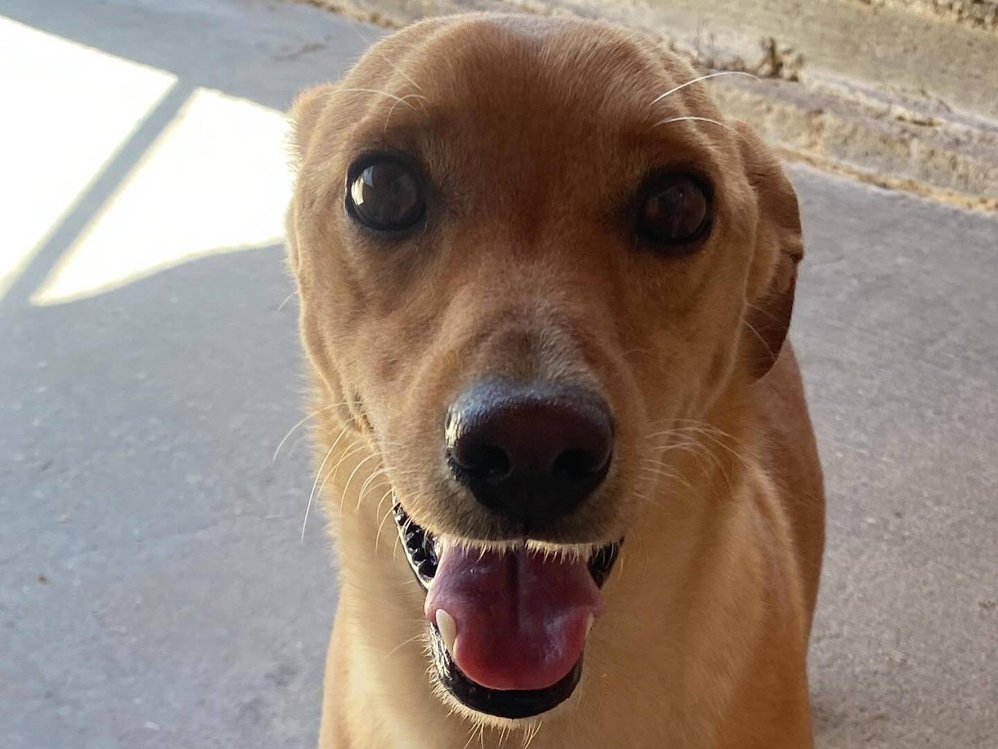 Adotta un cane, maschio, 3 anni e 1 mese, Latina
