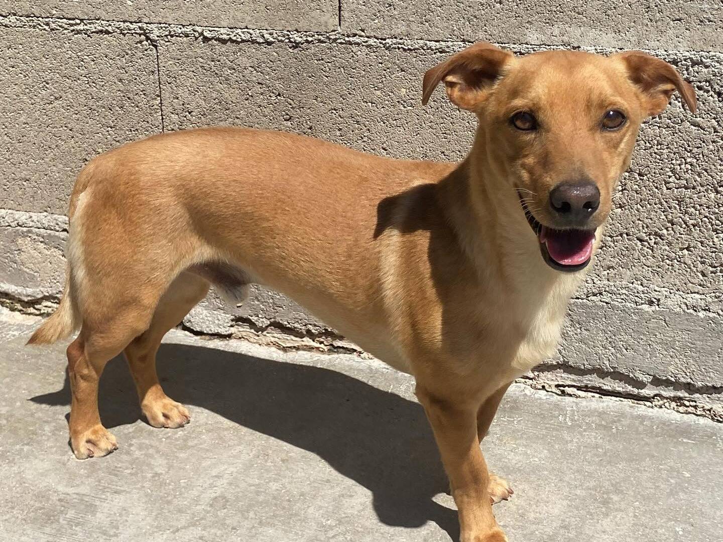 Adotta un cane, taglia piccola, maschio, Latina