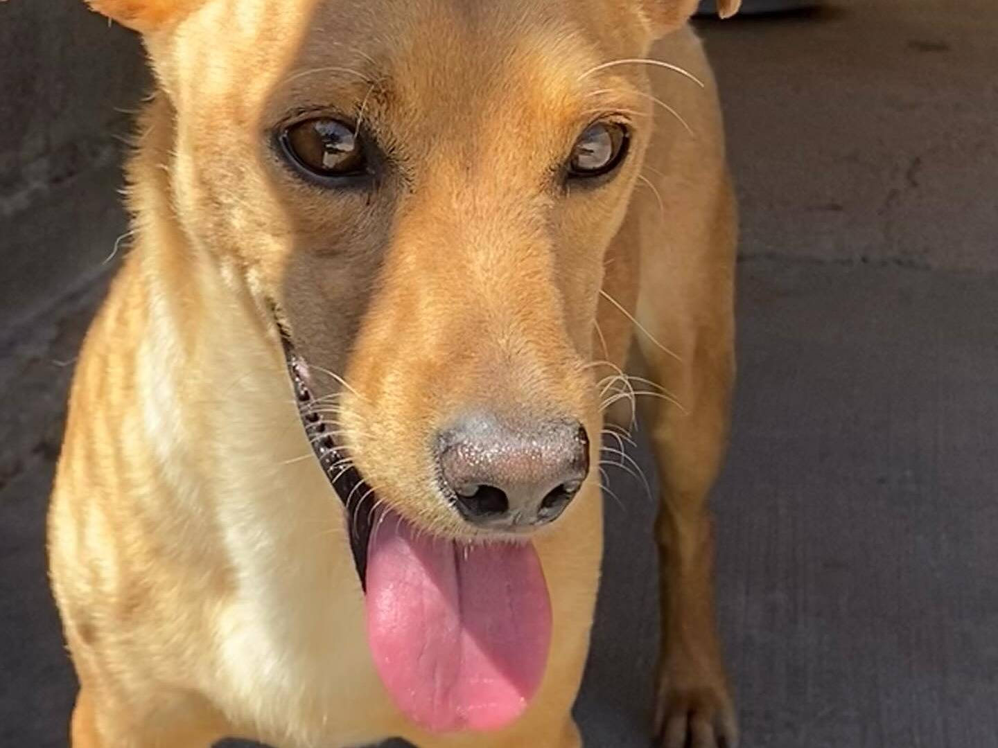 Vuoi adottare un cane a Latina?