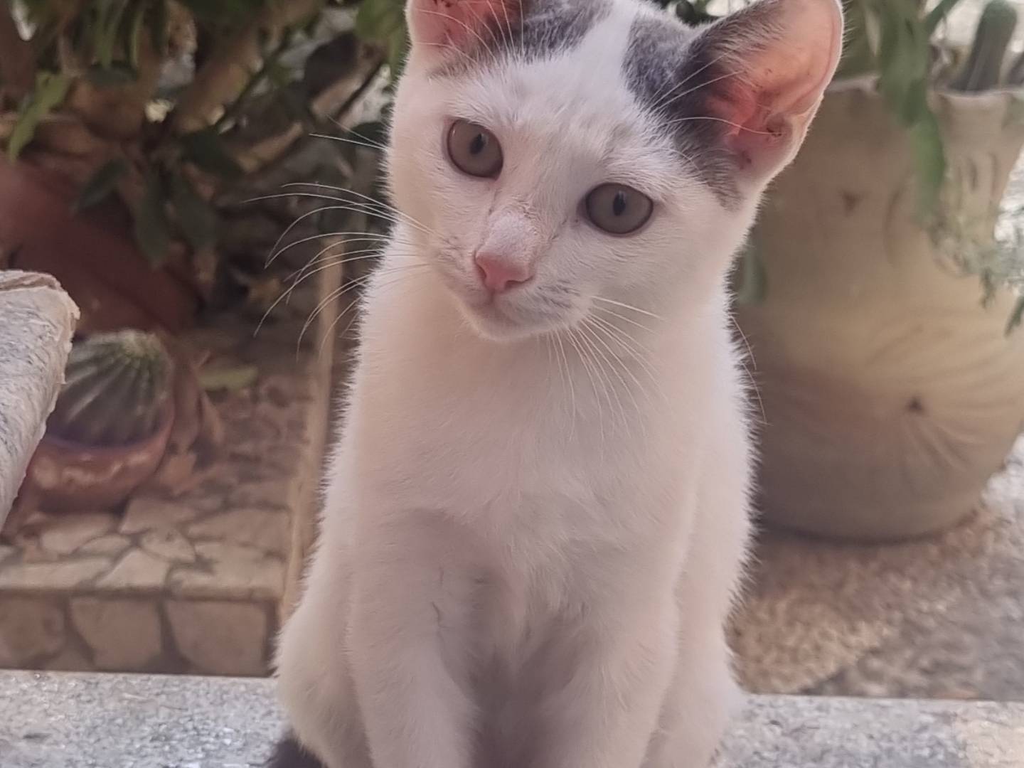 Adozione gatto, femmina, Razza sconosciuta Razza sconosciuta, 3 mesi, taglia non valida, Napoli