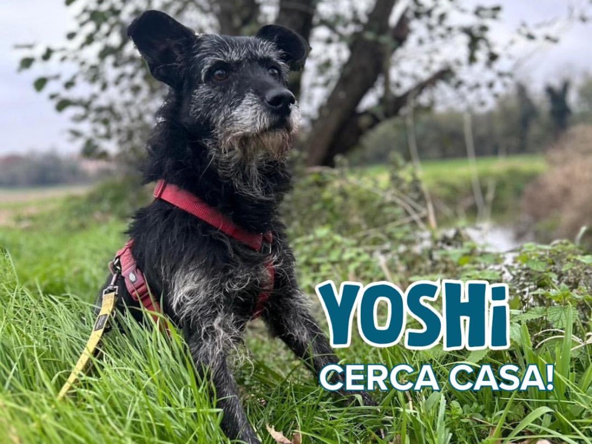 Adozione cane, maschio, Spinone Razza sconosciuta, 9 anni e 8 mesi, taglia media, Milano