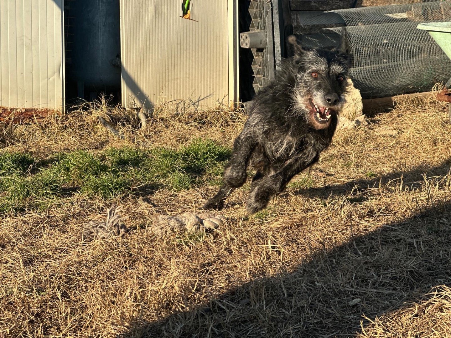 Vuoi adottare un cane a Milano?