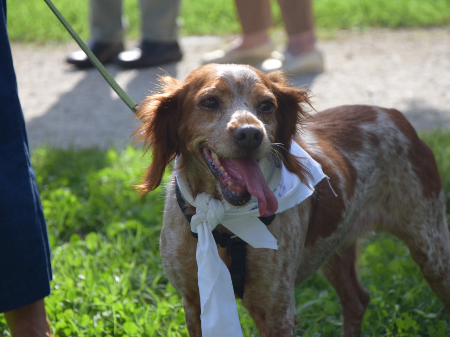 Adotta un cane, femmina, 8 anni e 5 mesi, Milano