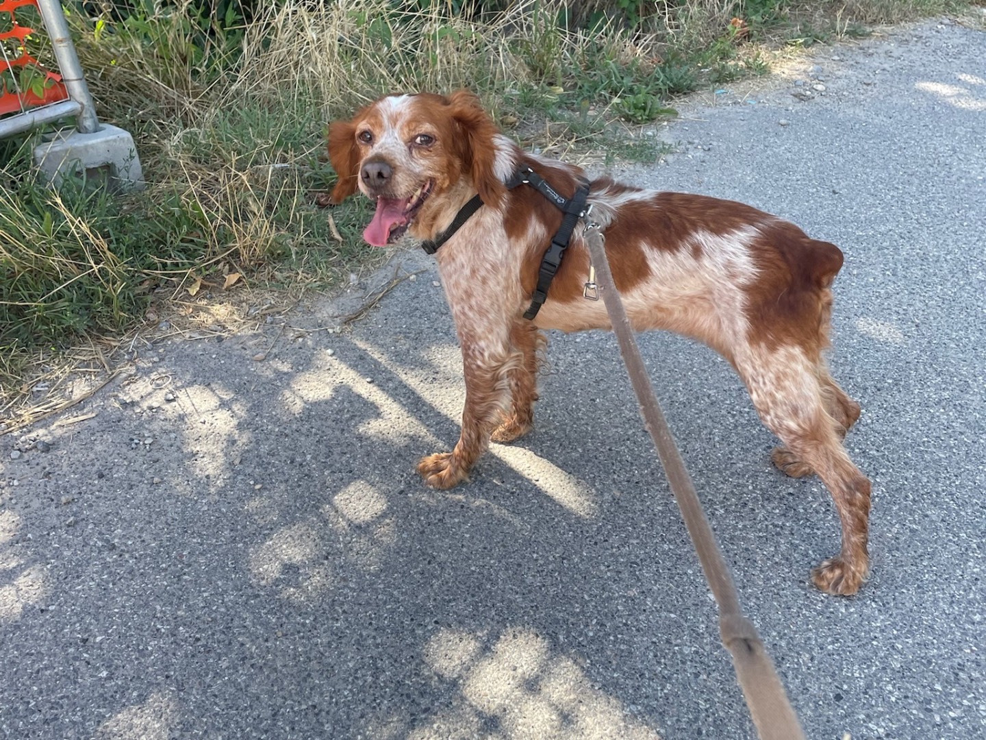 Vuoi adottare un cane a Milano?