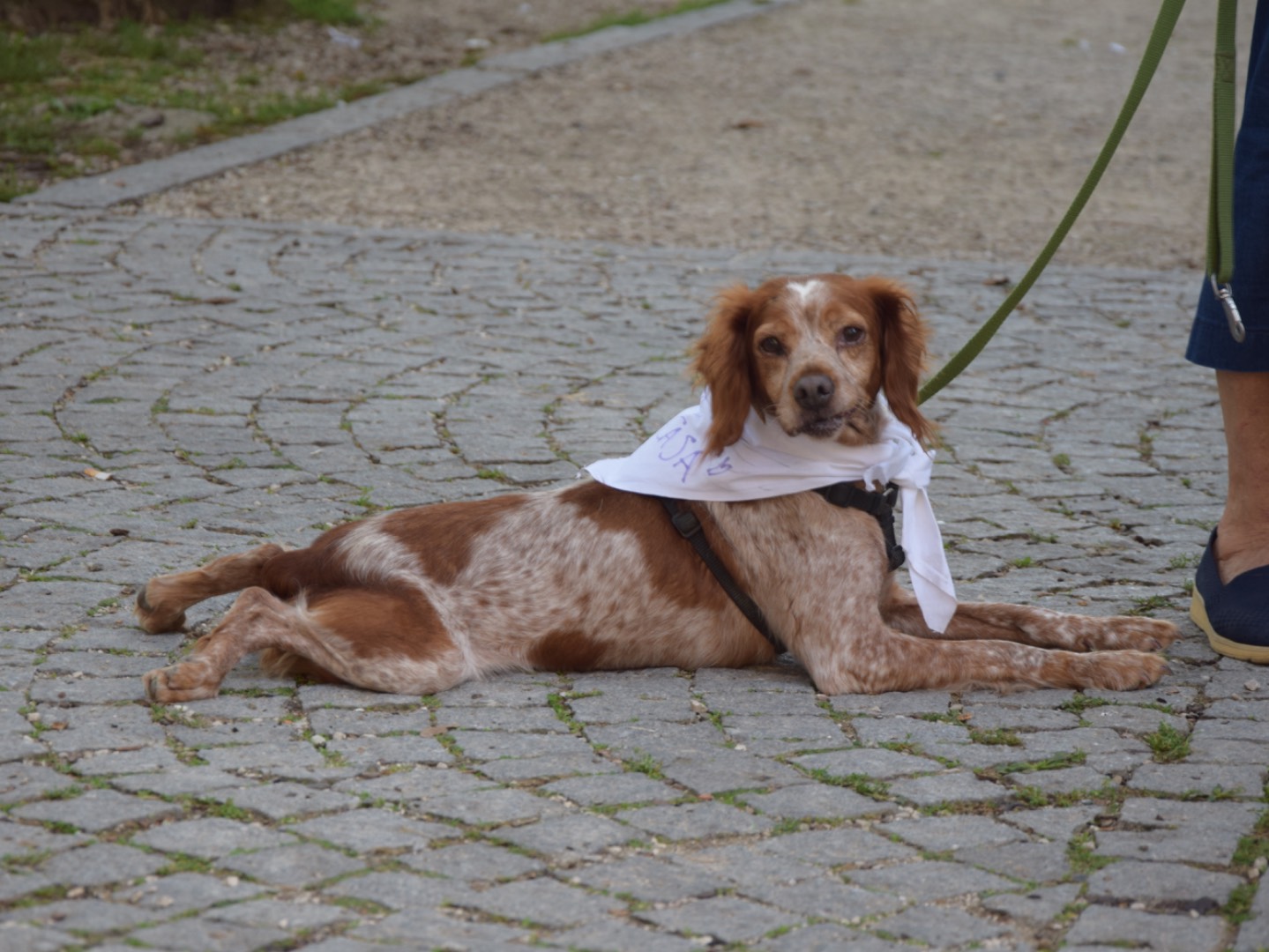 Adotta il cane Martina  a Milano