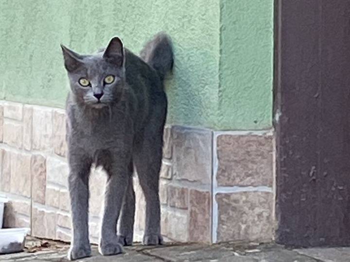 Adozione gatto, femmina, Razza sconosciuta Razza sconosciuta, 2 anni e 3 mesi, taglia non valida, Caserta