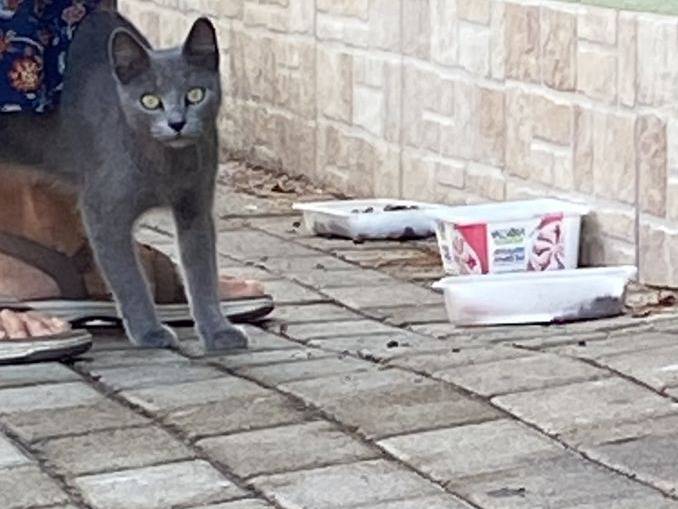 Adotta un gatto, femmina, 2 anni e 3 mesi, Caserta