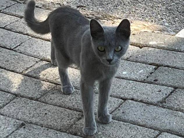 Adotta un gatto, taglia non valida, femmina, Caserta