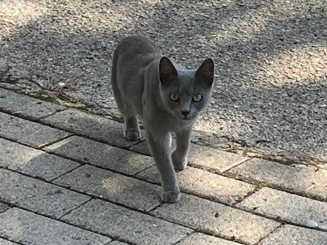 Vuoi adottare un gatto a Caserta?