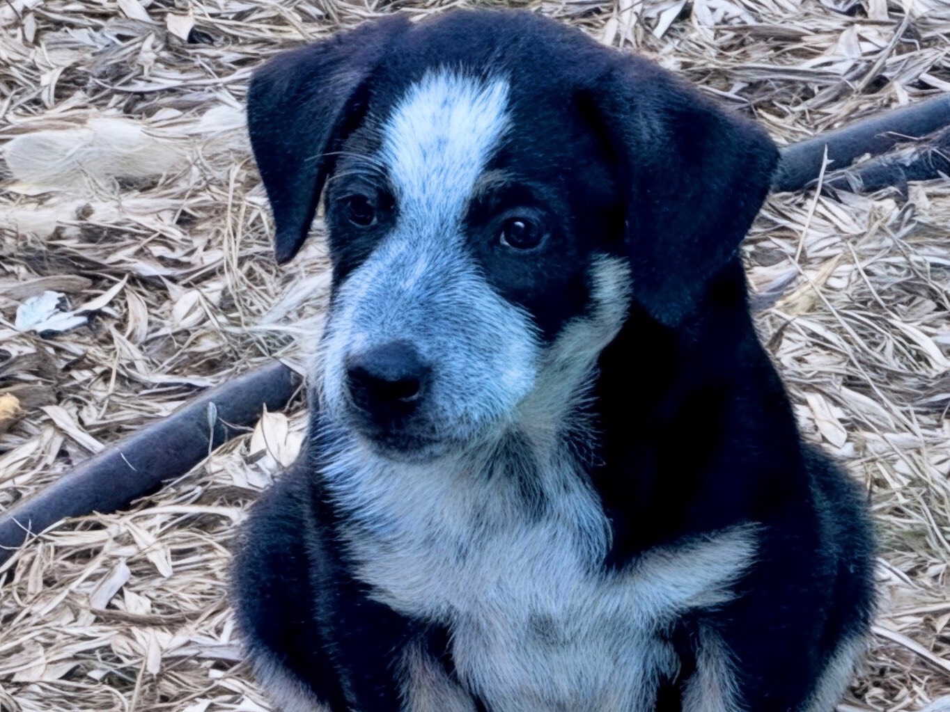 Adozione cane, maschio, Cattle Razza sconosciuta, 2 mesi, taglia grande, Massa