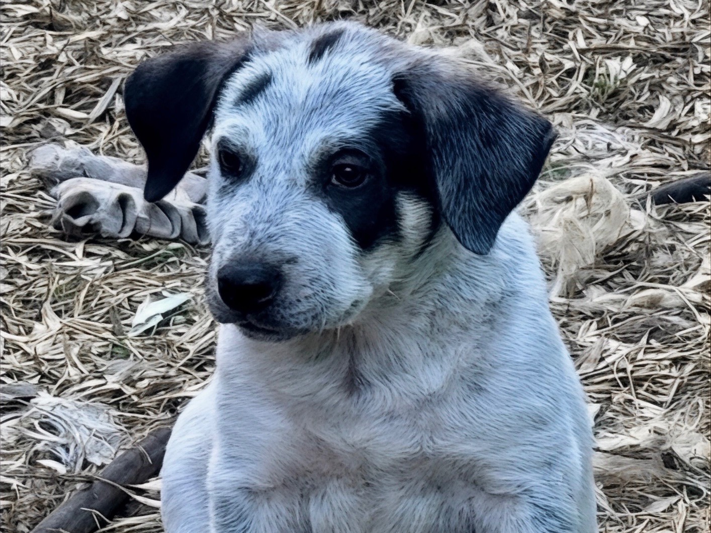 Adozione cane, maschio, Cattle Razza sconosciuta, 1 mesi, taglia grande, Massa