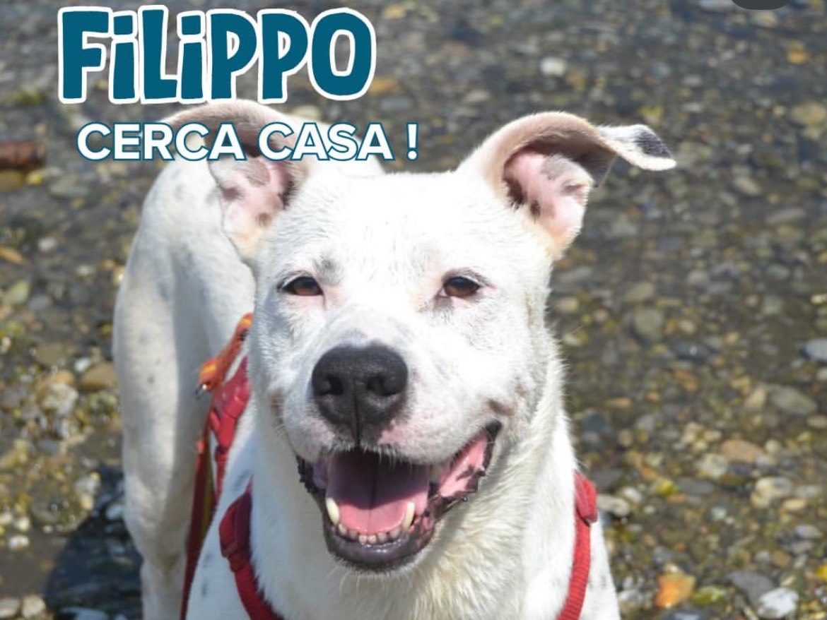 Adozione cane, maschio, Razza sconosciuta Razza sconosciuta, 9 anni e 9 mesi, taglia grande, Milano